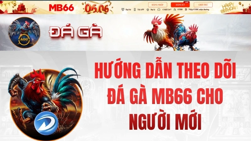 Hướng Dẫn Theo Dõi Đá Gà MB66 Cho Người Mới
